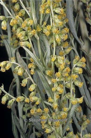 artemisia ludoviciana ssp incompta 1 graphic